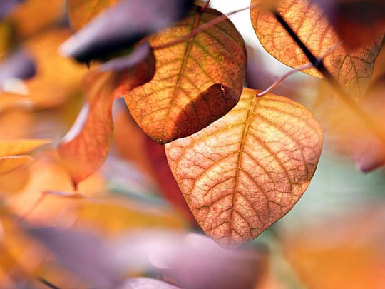 Fall leaves to represent the seasonal changes and how they impact air filter performance.