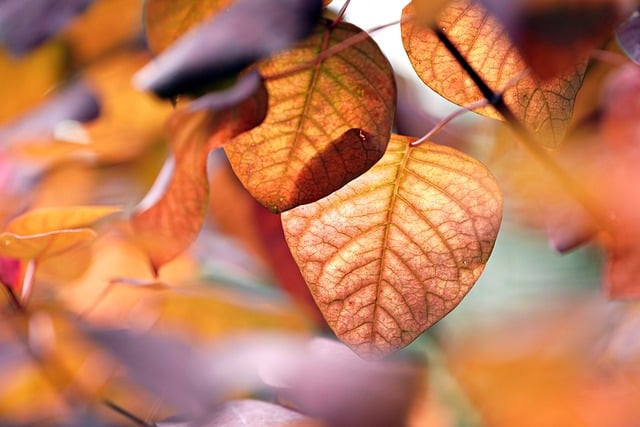 Fall leaves to represent seasonal changes and the impact they have on air filter performance.